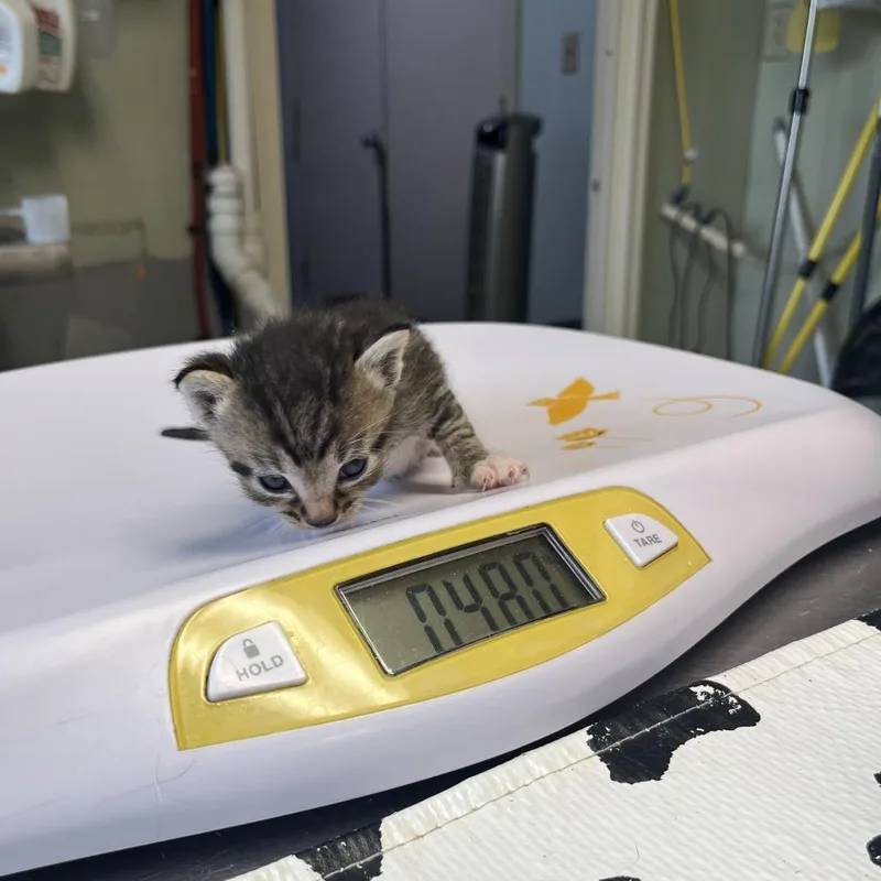 A baby small-sized male Brown / Chocolate Domestic Short Hair cat named Zapp for adoption in Mount Juliet, TN