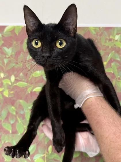 A young small-sized female Domestic Short Hair cat named Zelda for adoption in San Antonio, TX