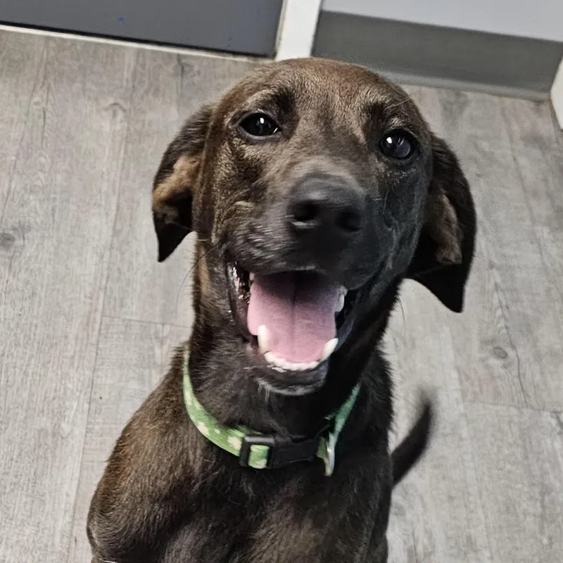 Boss Man thumbnail 2