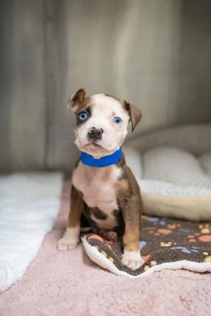 A young medium-sized male American Staffordshire Terrier dog named Plum for adoption in Portland, ME