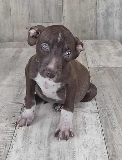 An adult small-sized male Terrier dog named Aspen for adoption in Shreveport, LA
