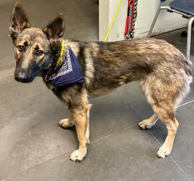 A young large-sized female German Shepherd Dog dog named Jewels for adoption in Santa Cruz, CA