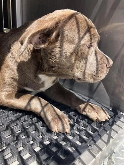 A young medium-sized female Mixed Breed dog named Natalia for adoption in Dallas, TX