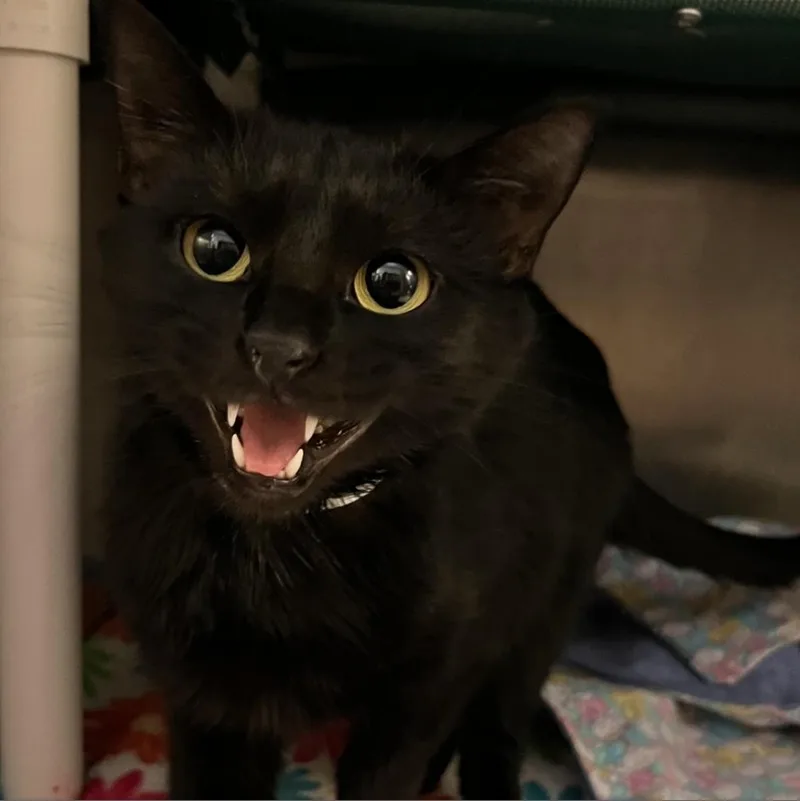 An adult large-sized female Domestic Short Hair cat named Salem for adoption in Murray, UT