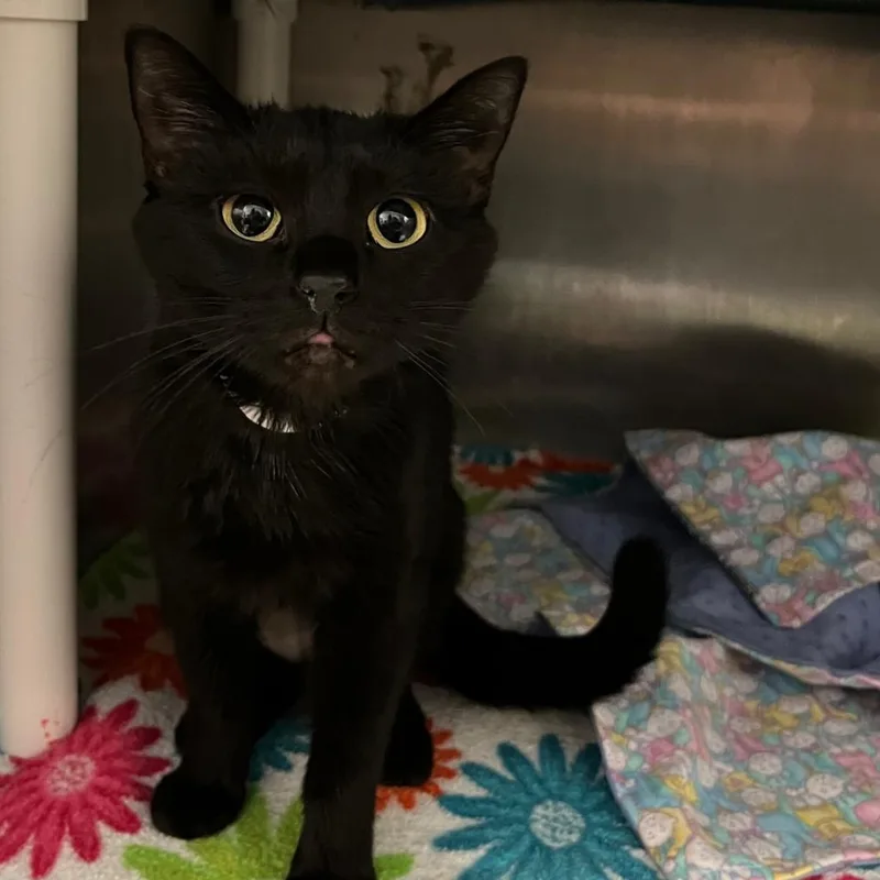 Salem thumbnail 2