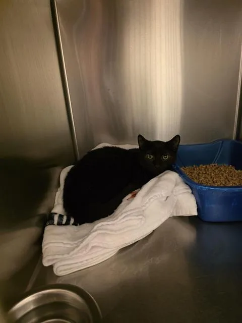 An adult small-sized male Domestic Short Hair cat named Edgar Allan Paw for adoption in West Valley City, UT