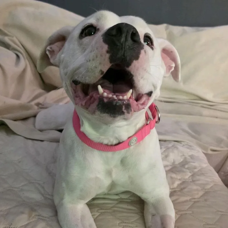 An adult medium-sized female White / Cream Pit Bull Terrier dog named Marshmallow for adoption in Kansas City, MO