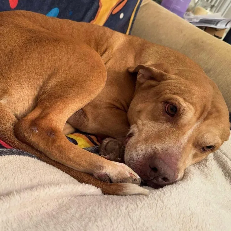 Sugar Mama thumbnail 3