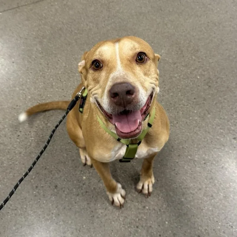 Sugar Mama thumbnail 5