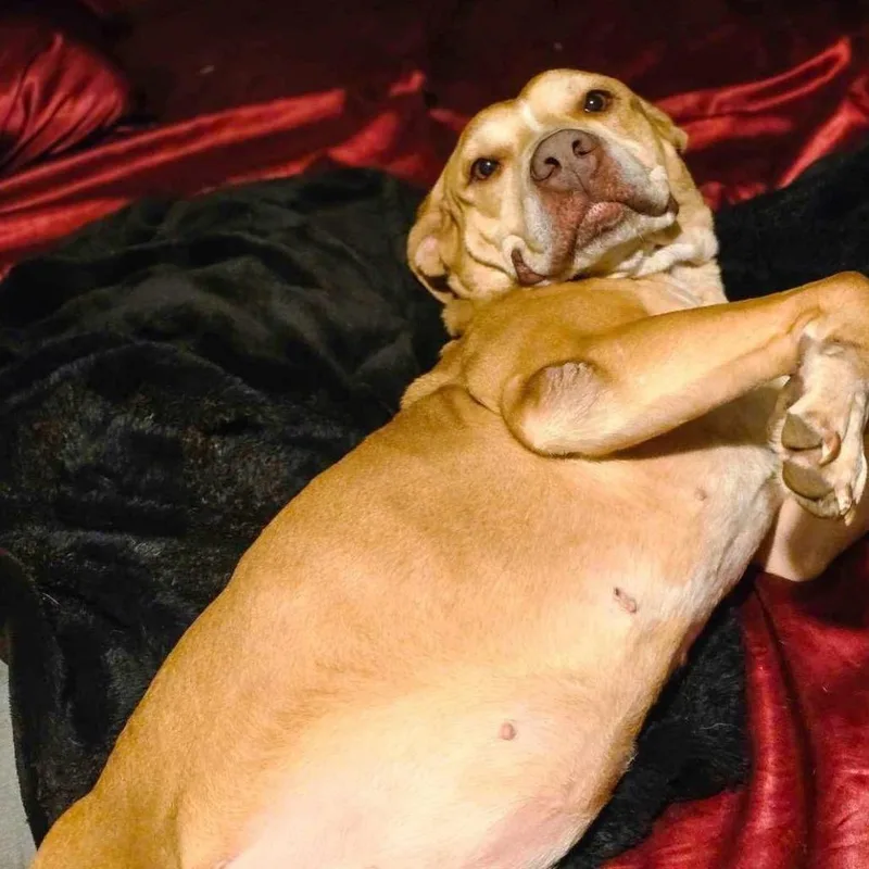 Sugar Mama thumbnail 6