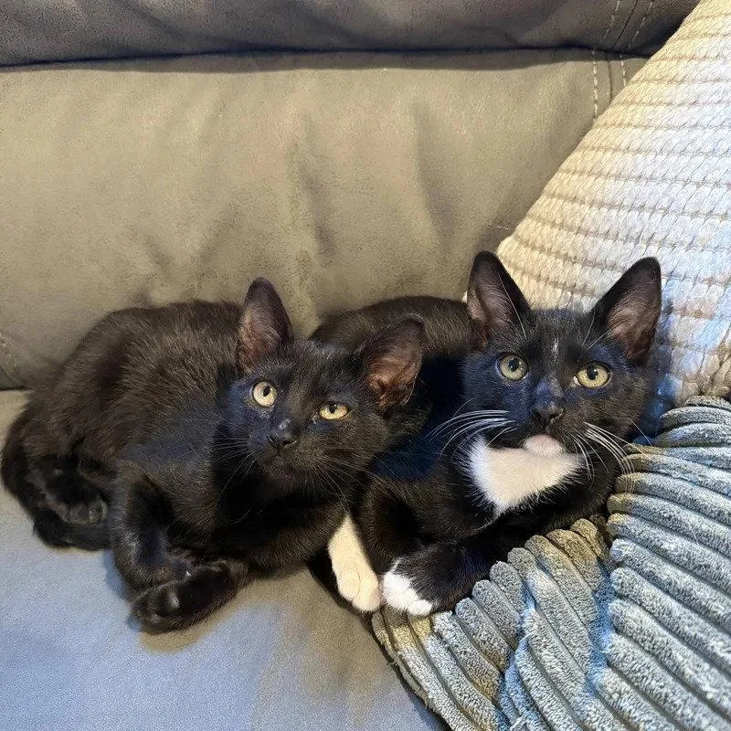 Angel & Artie