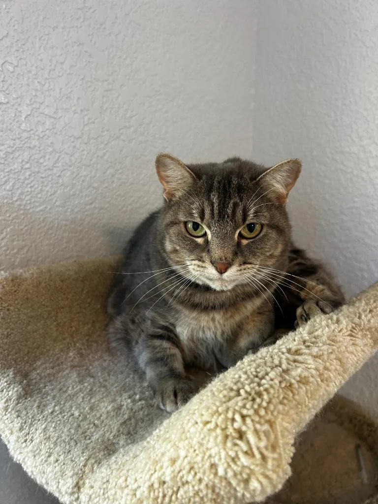 An adult medium-sized female Domestic Short Hair cat named Daffodil for adoption in Richland Hills, TX