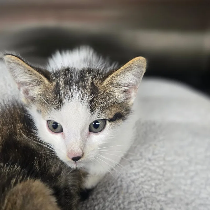 A baby small-sized male Domestic Short Hair cat named Echo for adoption in Pauls Valley, OK