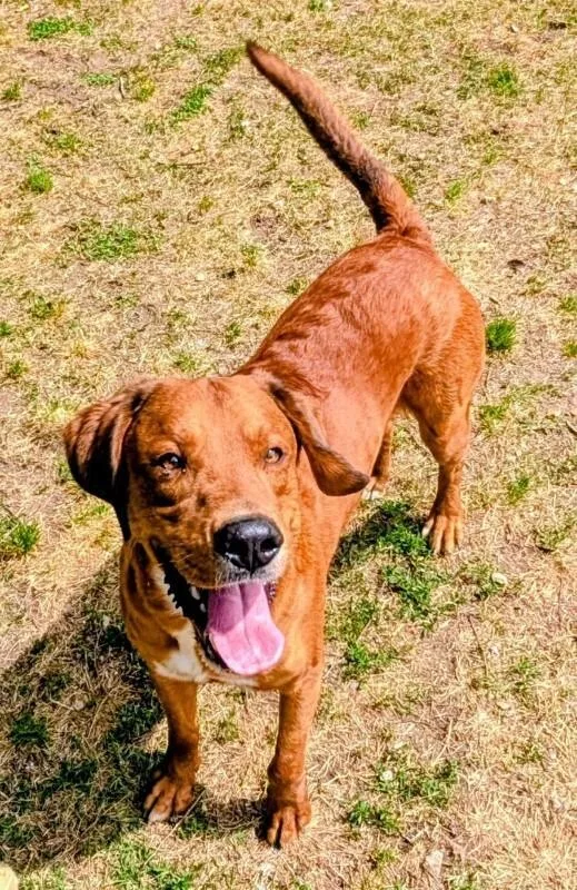 An adult large-sized male Red / Chestnut / Orange Labrador Retriever dog named Hermes for adoption in Colonial Heights, VA