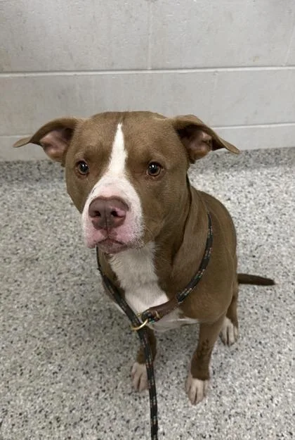 An adult large-sized male Brown / Chocolate Pit Bull Terrier dog named Chief for adoption in Kansas City, MO