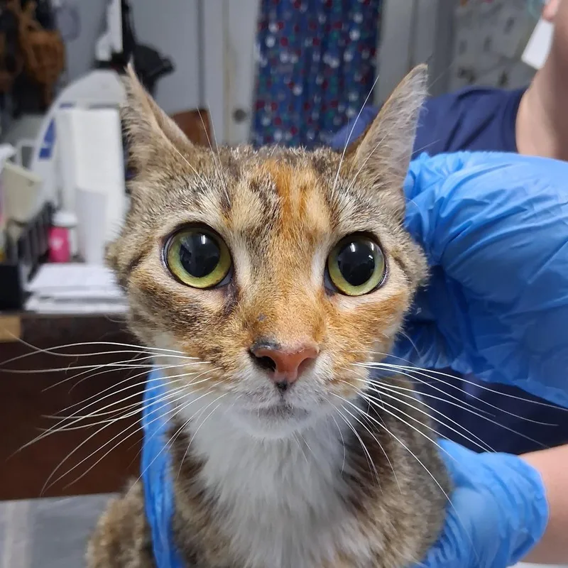 An adult medium-sized female Orange / Red Domestic Short Hair cat named Desiree for adoption in Summerville, SC