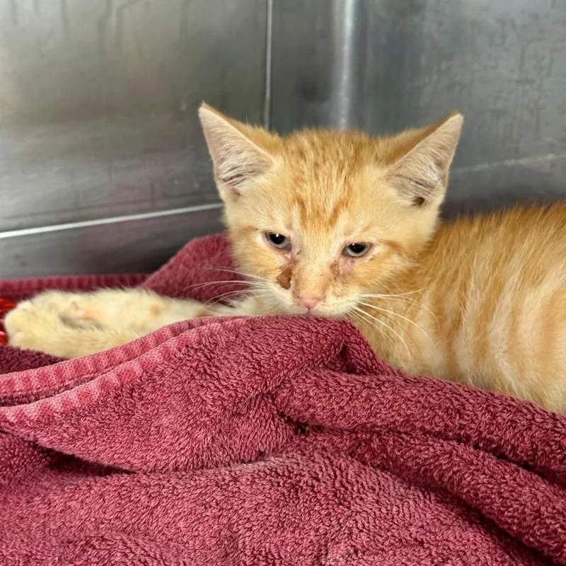 A baby small-sized male Orange / Red Domestic Short Hair cat named Sparkler for adoption in Long Beach, CA