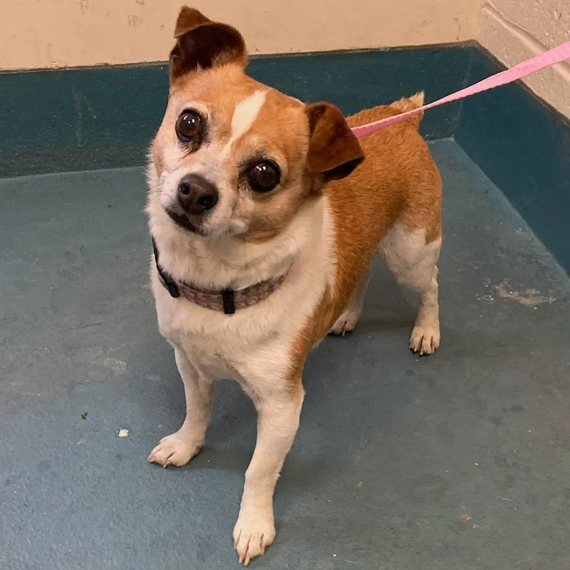 An adult small-sized male White / Cream Mixed Breed dog named Buddi for adoption in Memphis, TN