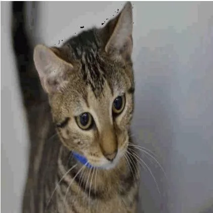 A senior large-sized female Brown / Chocolate Domestic Short Hair cat named Peek A Boo for adoption in West Palm Beach, FL