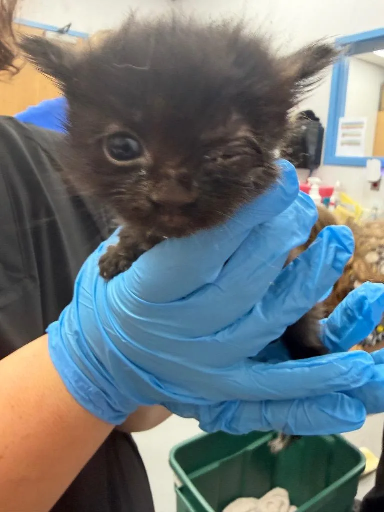 A baby small-sized female Domestic Short Hair cat named Kit for adoption in Hartsville, SC
