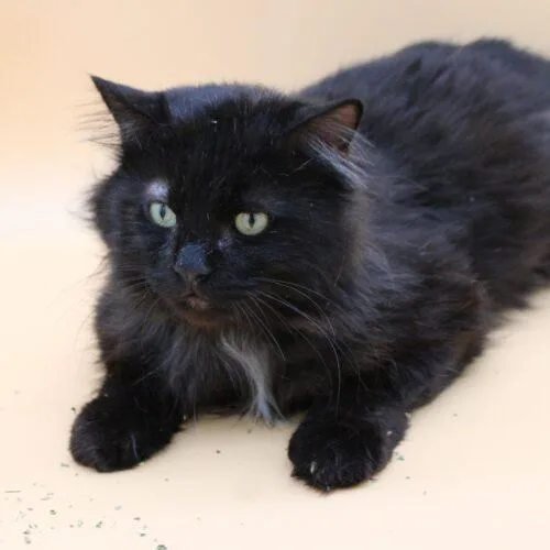 A young large-sized male Black Domestic Long Hair cat named Elvis for adoption in Martensdale, IA