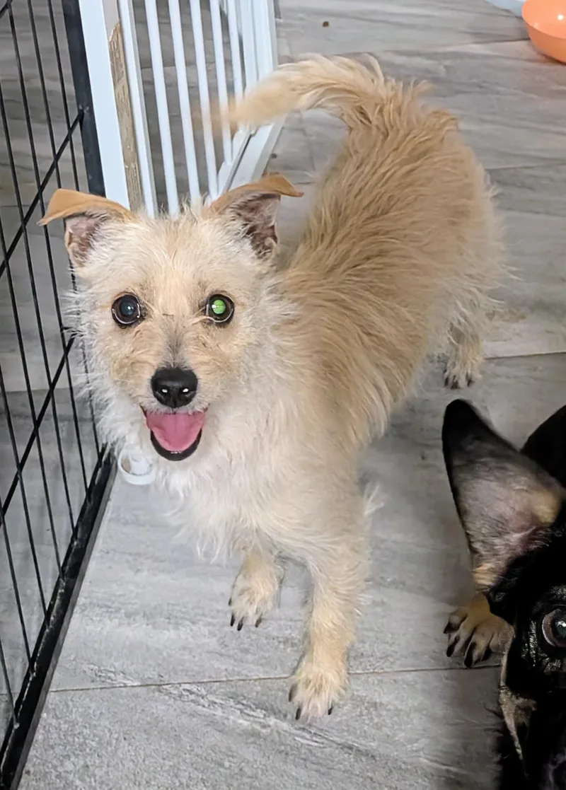An adult small-sized female Terrier dog named Tilly for adoption in Saint David, AZ