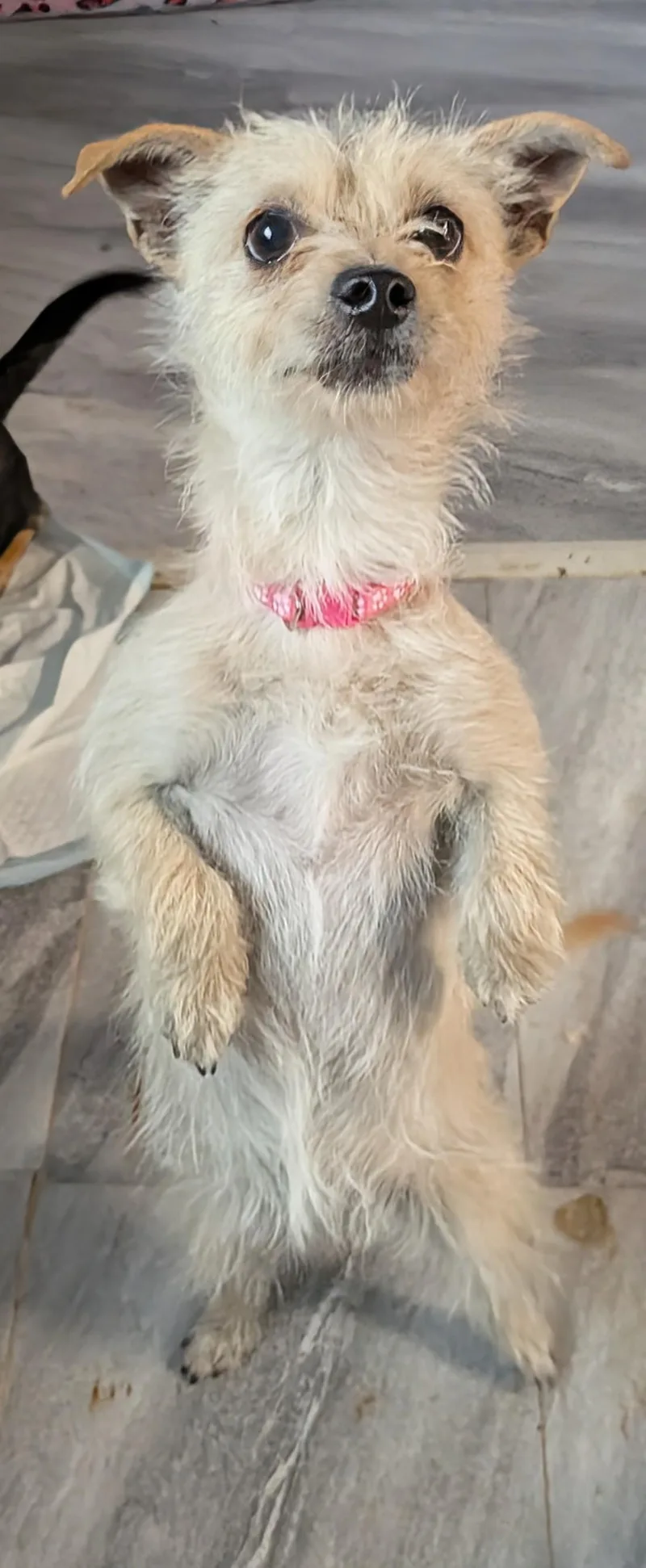 Tilly thumbnail 2