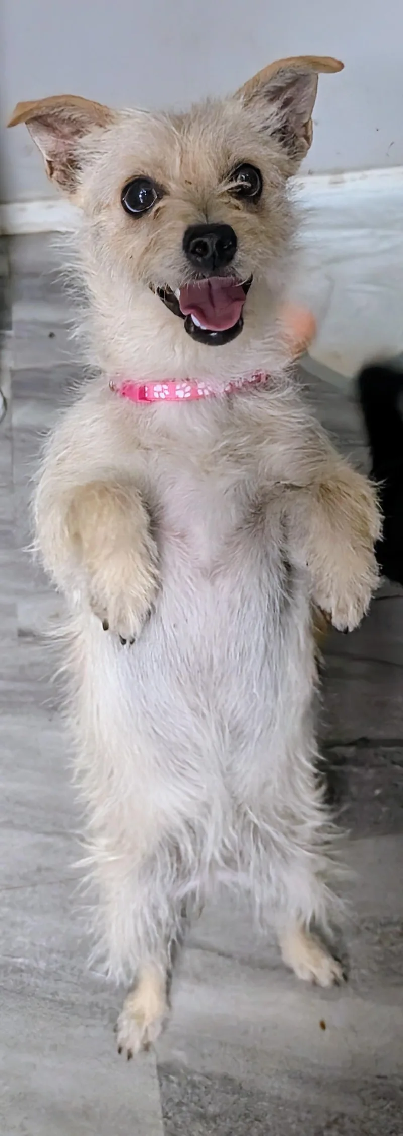 Tilly thumbnail 5