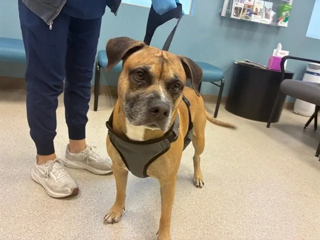 An adult large-sized male Boxer dog named Bumble for adoption in Mesa, AZ