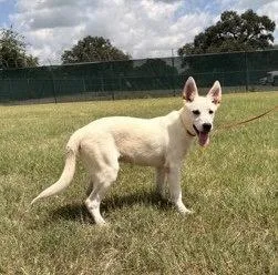 A young medium-sized male Shepherd dog named Boltcephus for adoption in Pleasanton, TX