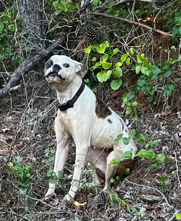 A young medium-sized female Boxer dog named Gertrude for adoption in Douglasville, GA