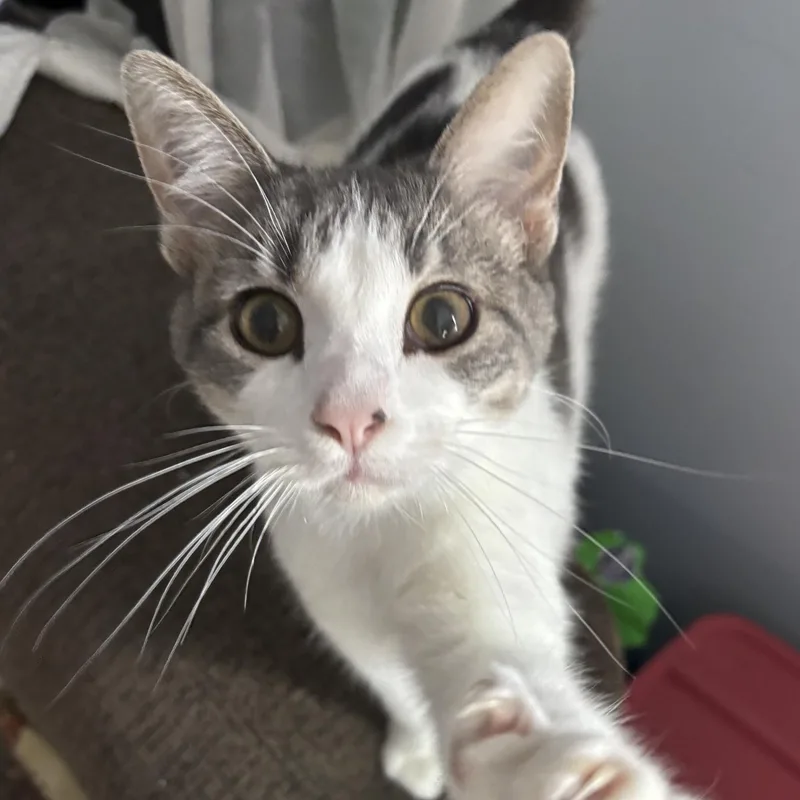 A young medium-sized female Gray & White Domestic Short Hair cat named Anise for adoption in Lone rock, WI