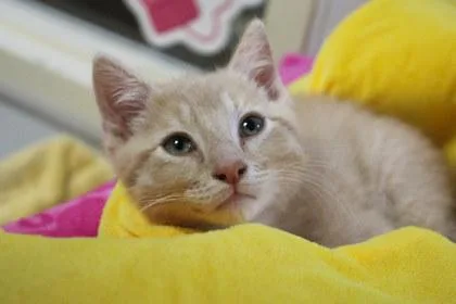 A young medium-sized male Domestic Short Hair cat named Peso for adoption in Kansas City, MO