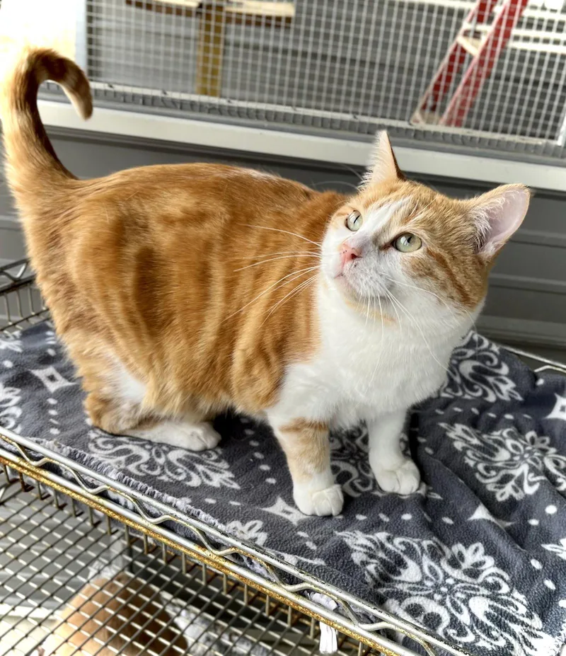 Thadeous thumbnail 2