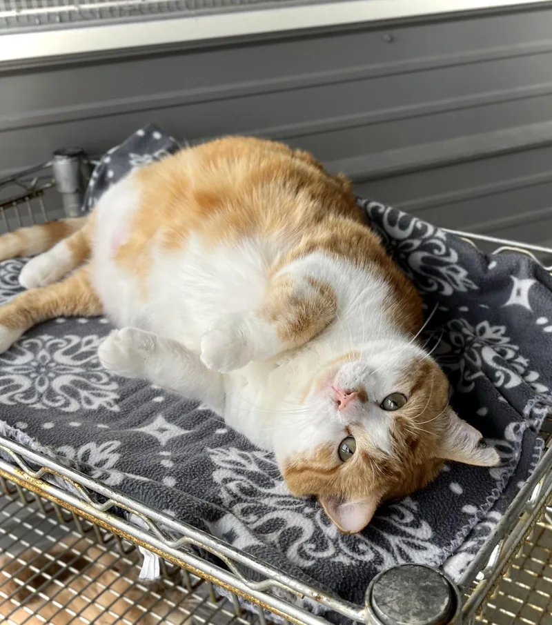 Thadeous thumbnail 3