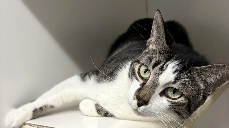An adult medium-sized male Domestic Short Hair cat named Sarper for adoption in Mansfield, CT