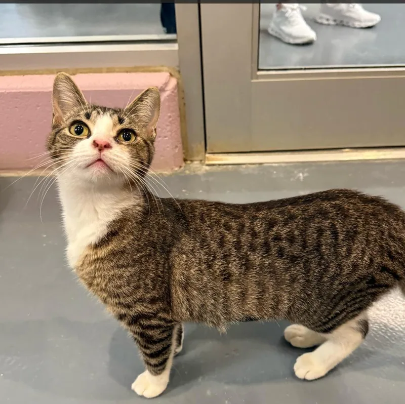 A baby medium-sized female Domestic Short Hair cat named Francesca for adoption in South Bend, IN