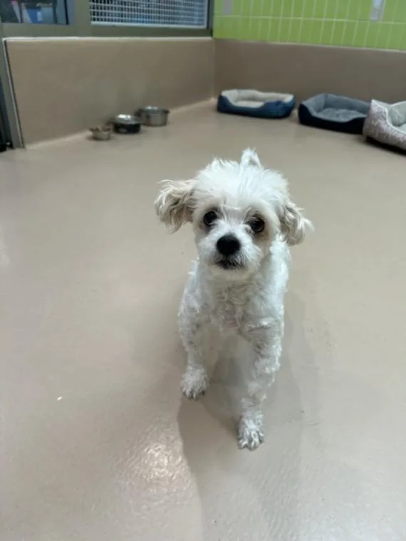 An adult small-sized male Maltese dog named Oso for adoption in Los Angeles, CA