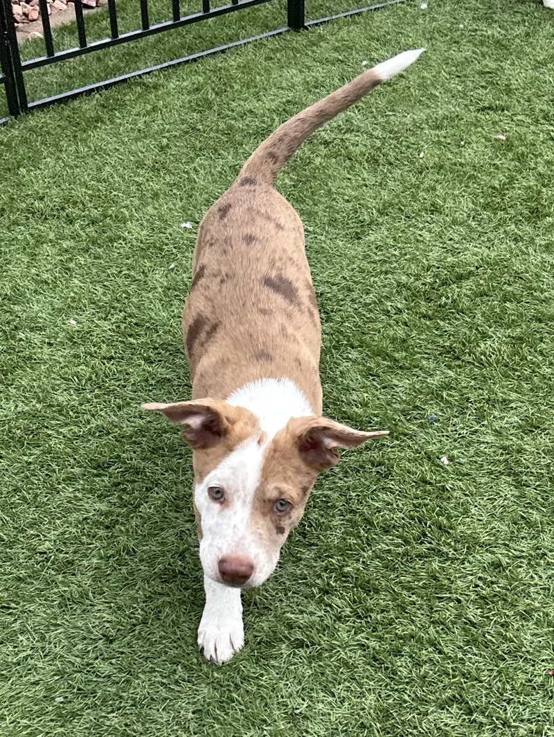 A baby medium-sized male Australian Shepherd dog named Banjo for adoption in Las Vegas, NV