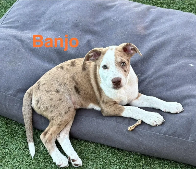 Banjo thumbnail 2