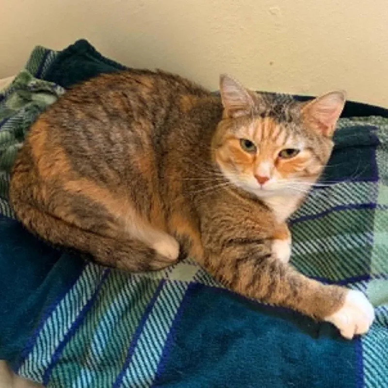 An adult small-sized female Torbie Domestic Short Hair cat named Georgia for adoption in Sioux Falls, SD