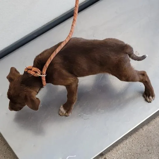 A baby small-sized female Brown / Chocolate Cattle Dog dog named Bbq for adoption in Parker, CO