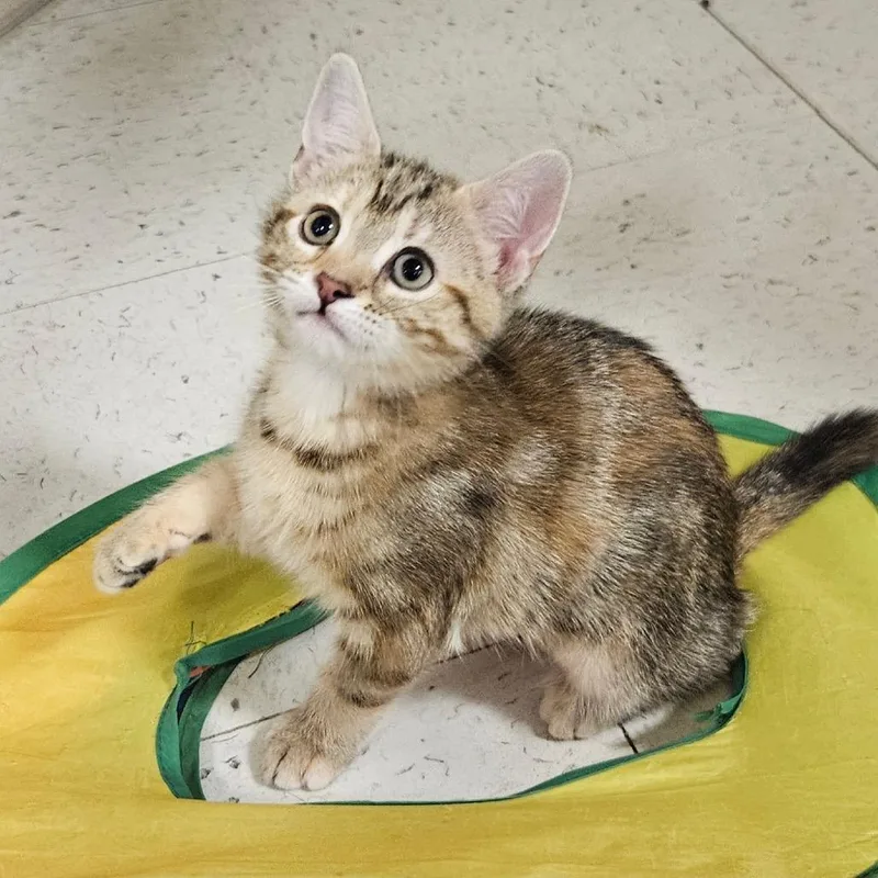 A baby small-sized female Torbie Domestic Short Hair cat named Cherry Garcia for adoption in Newark, DE