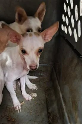 A young small-sized female Chihuahua dog named Kai for adoption in Van Nuys, CA
