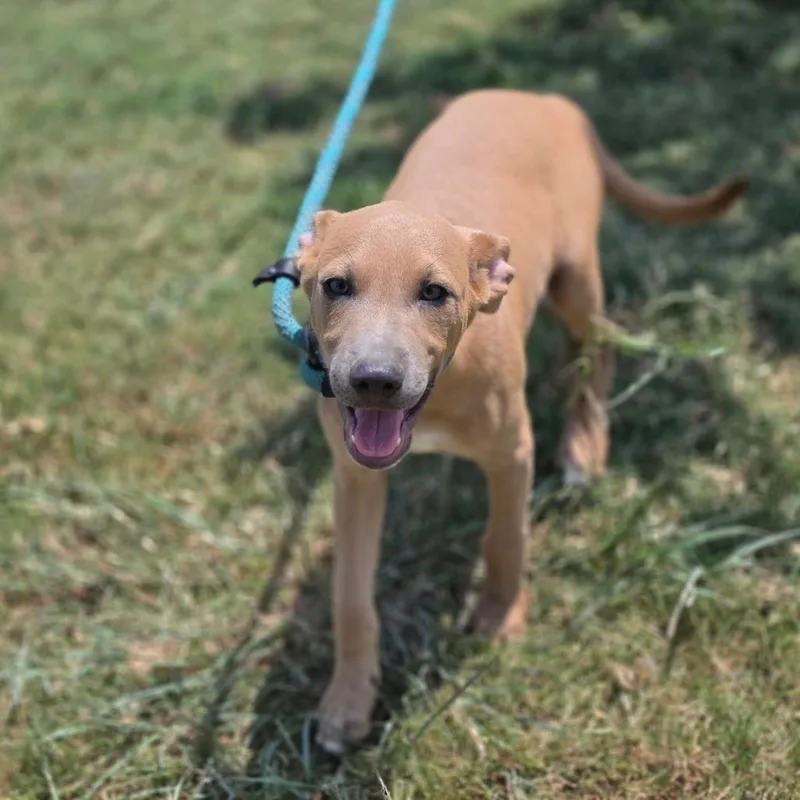 A baby medium-sized male Cattle Dog dog named Boston FJ for adoption in Austin, TX