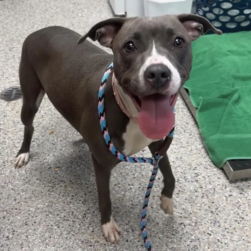 An adult medium-sized female Gray / Blue / Silver Mixed Breed dog named Salsa for adoption in West Olive, MI