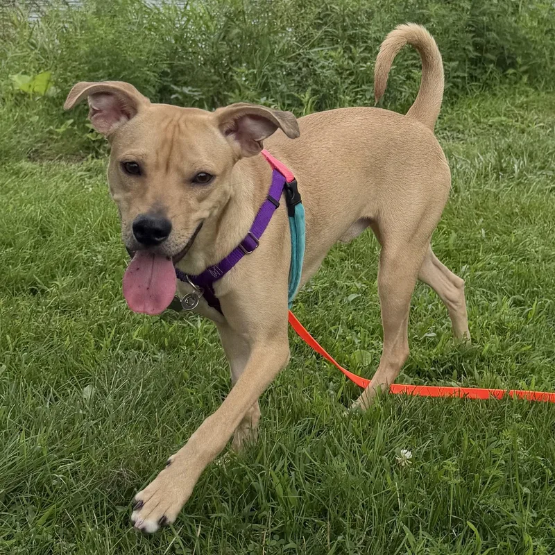 A young medium-sized male Hound dog named Bird for adoption in Palatine, IL