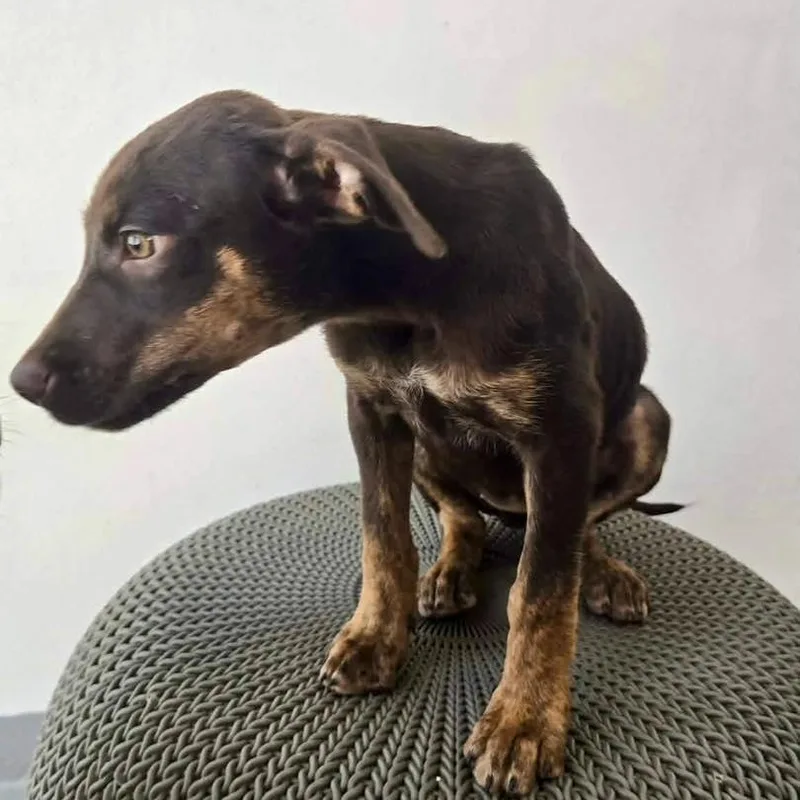A baby medium-sized female Brown / Chocolate Doberman Pinscher dog named Xena for adoption in ISABELA, PR