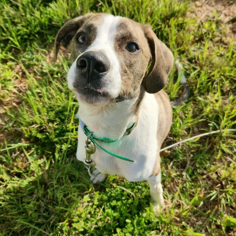 An adult medium-sized male Brown / Chocolate Hound dog named Doc for adoption in Clarksville, VA
