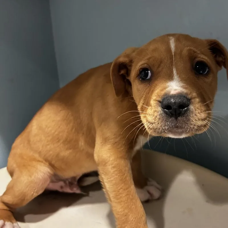 A baby small-sized male Yellow / Tan / Blond / Fawn Mixed Breed dog named Sudachi Lime for adoption in Chattanooga, TN